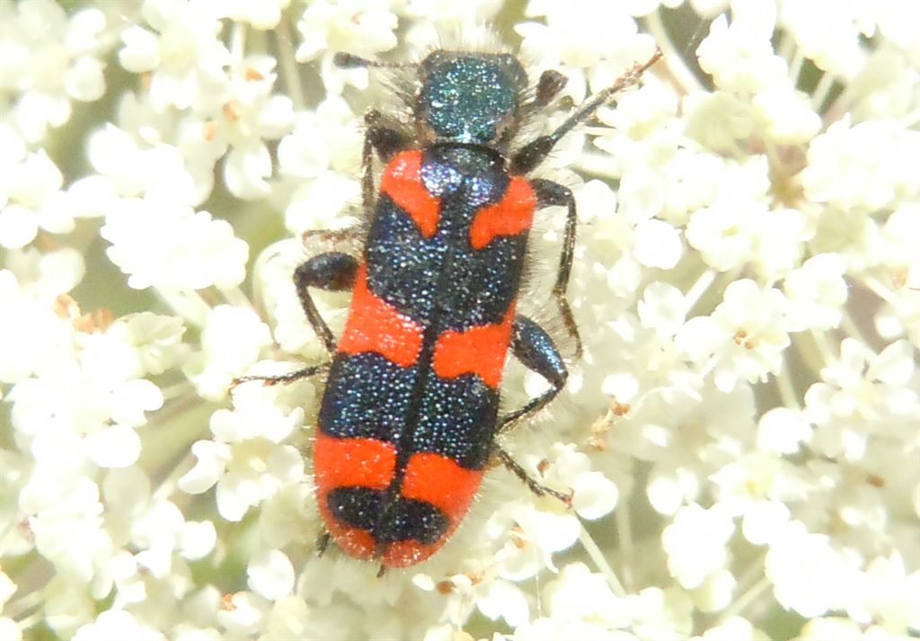 Trichodes alvearius